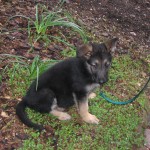 Gernan Shepherd Puppy